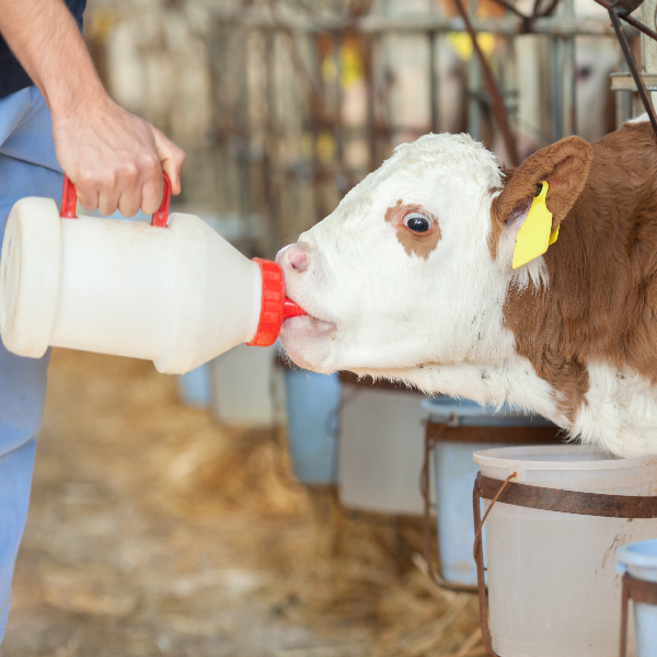 POLAKS PX-221 / P BUZAĞI BESLEME EKİPMANLARI HİJYEN SIVISI