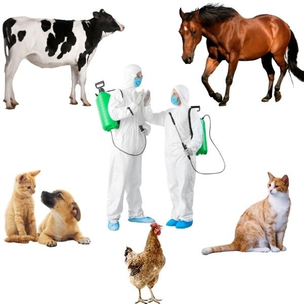 ( TİP - 3 ) VETERİNERLİK ALANI