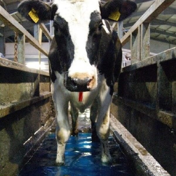 PX-210 / 4x4 AYAK-TIRNAK TEMİZLİK ÜRÜNÜ (SIVI)