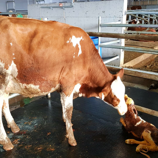 POLAKS PX-204 DOĞUMHANE VE LOCA DEZENFEKTANI