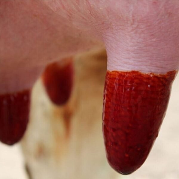 POLAKS PX-197 / İ SAĞIM SONRASI MEME TEMİZLİK SIVISI (BARİYER)